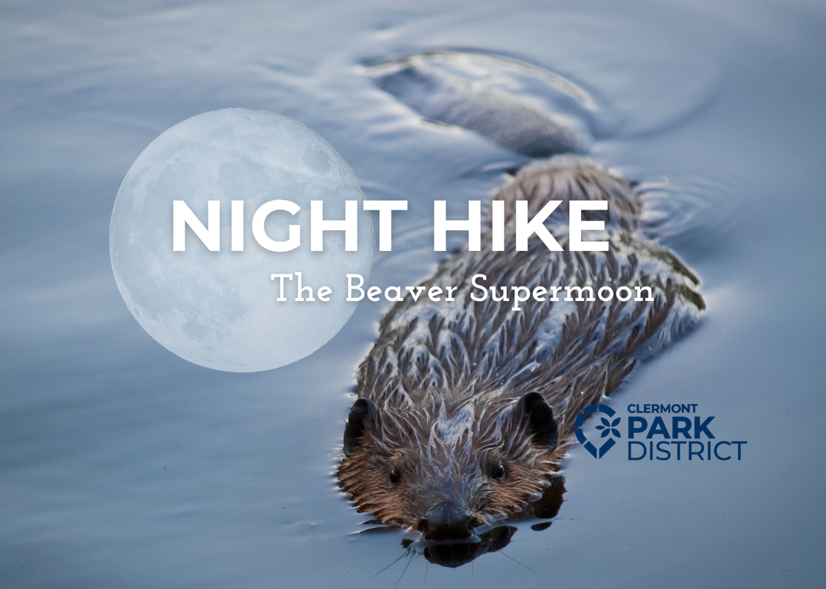 Beaver on the full moon